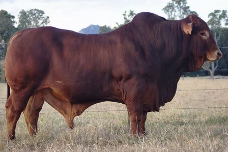 Bryvonlea Maximus